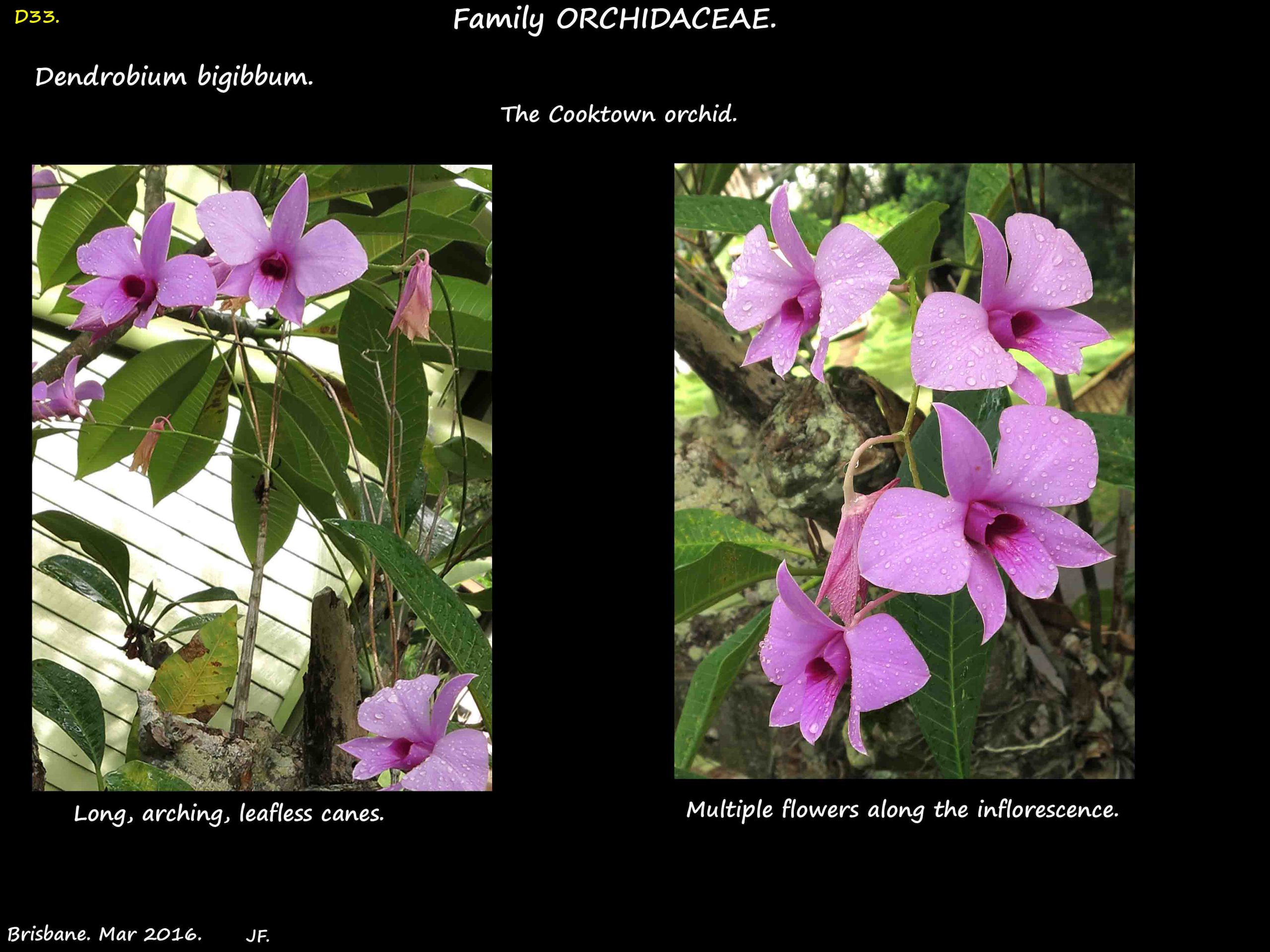 1 Cooktown orchids
